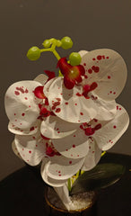 Luxury Orchid Centerpiece Duo