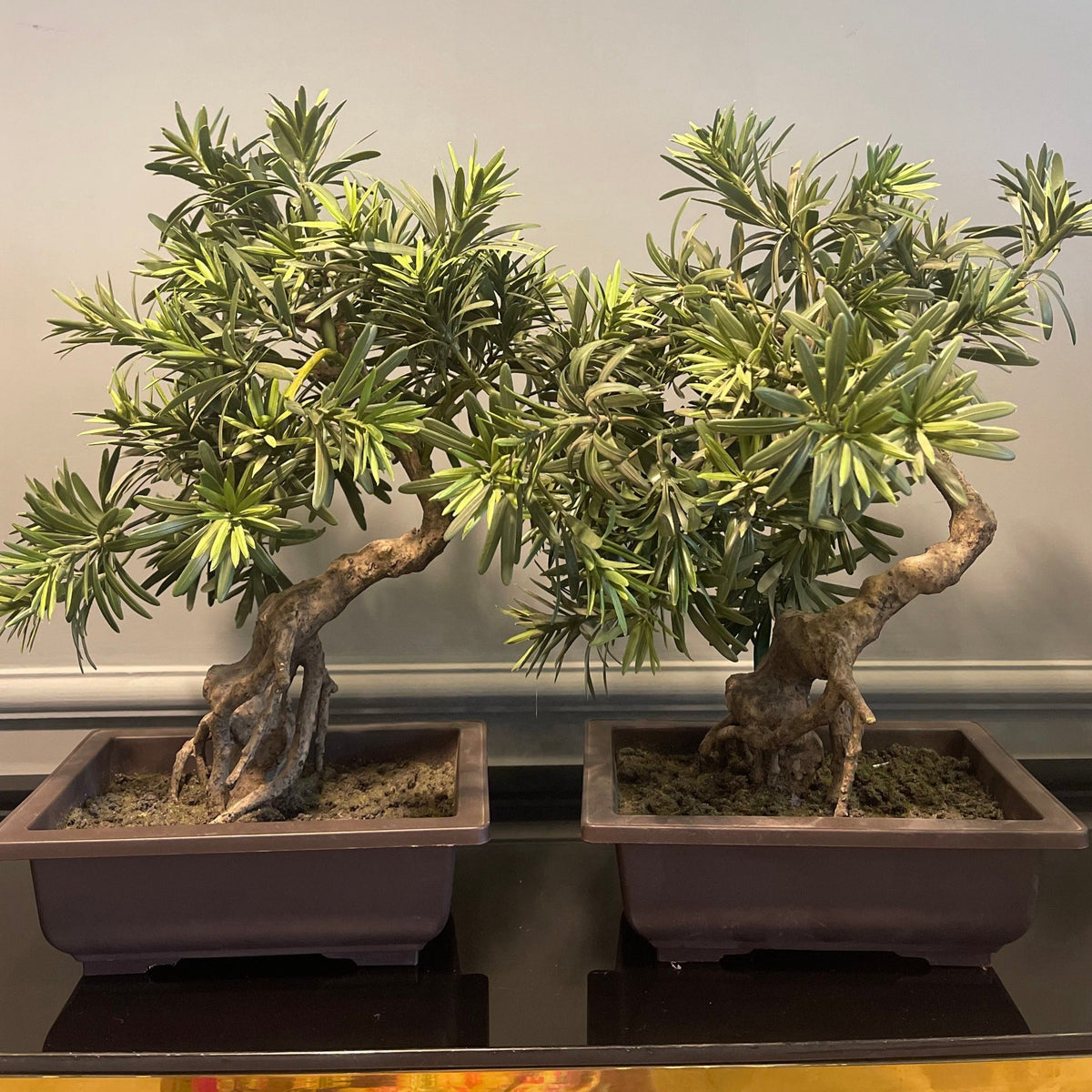 Bonsai Plant - Z Galleria
