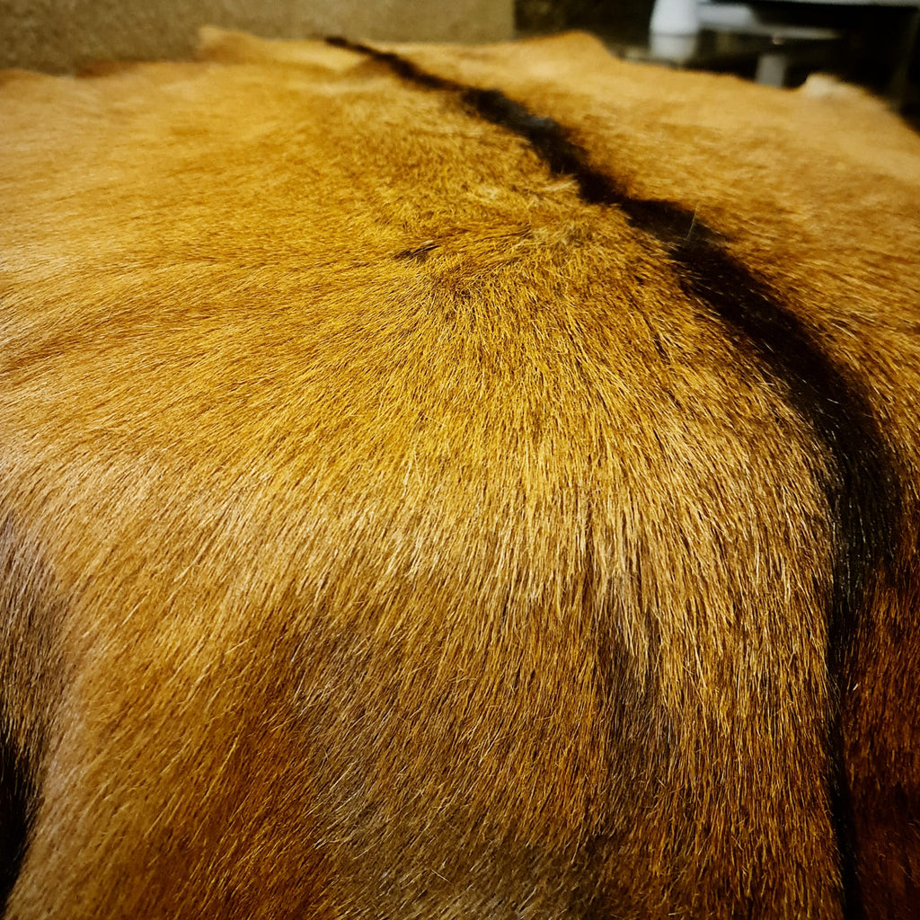 Real goat skin fur pelt detail view